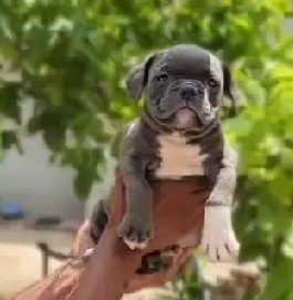 Purchase KCI Registered Pitbull Puppy from Chennai